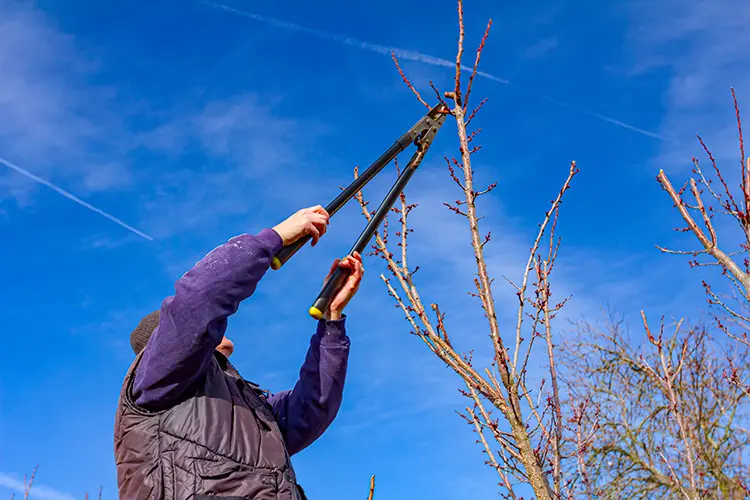 Rückschnitt eines Baumes mit einer Astschere